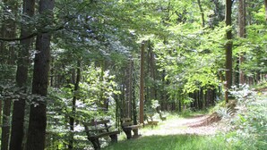 Un área boscosa con un sendero de tierra, bancos y mesas de picnic.