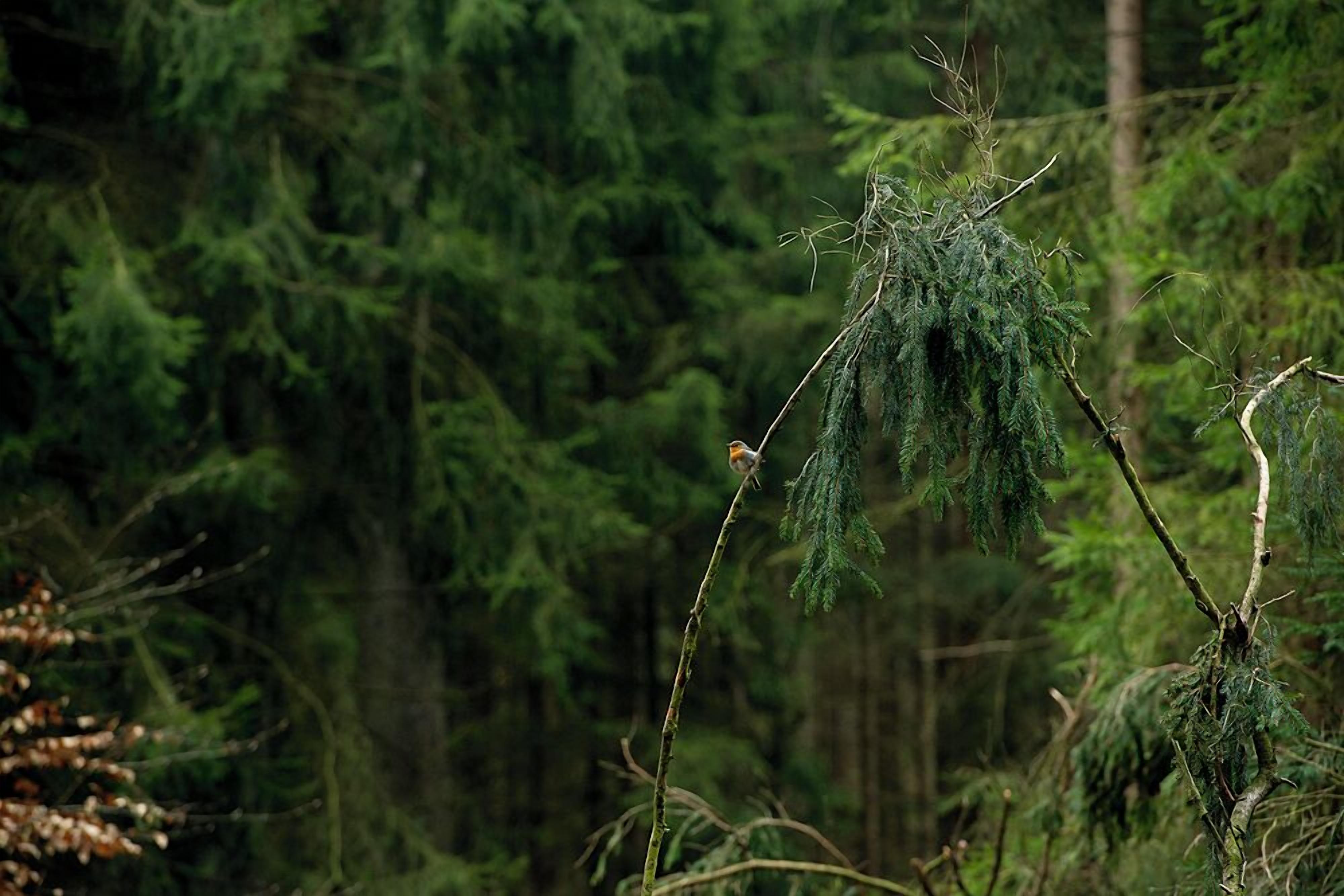 Fitta foresta con un ramo di conifera al centro dell'attenzione.