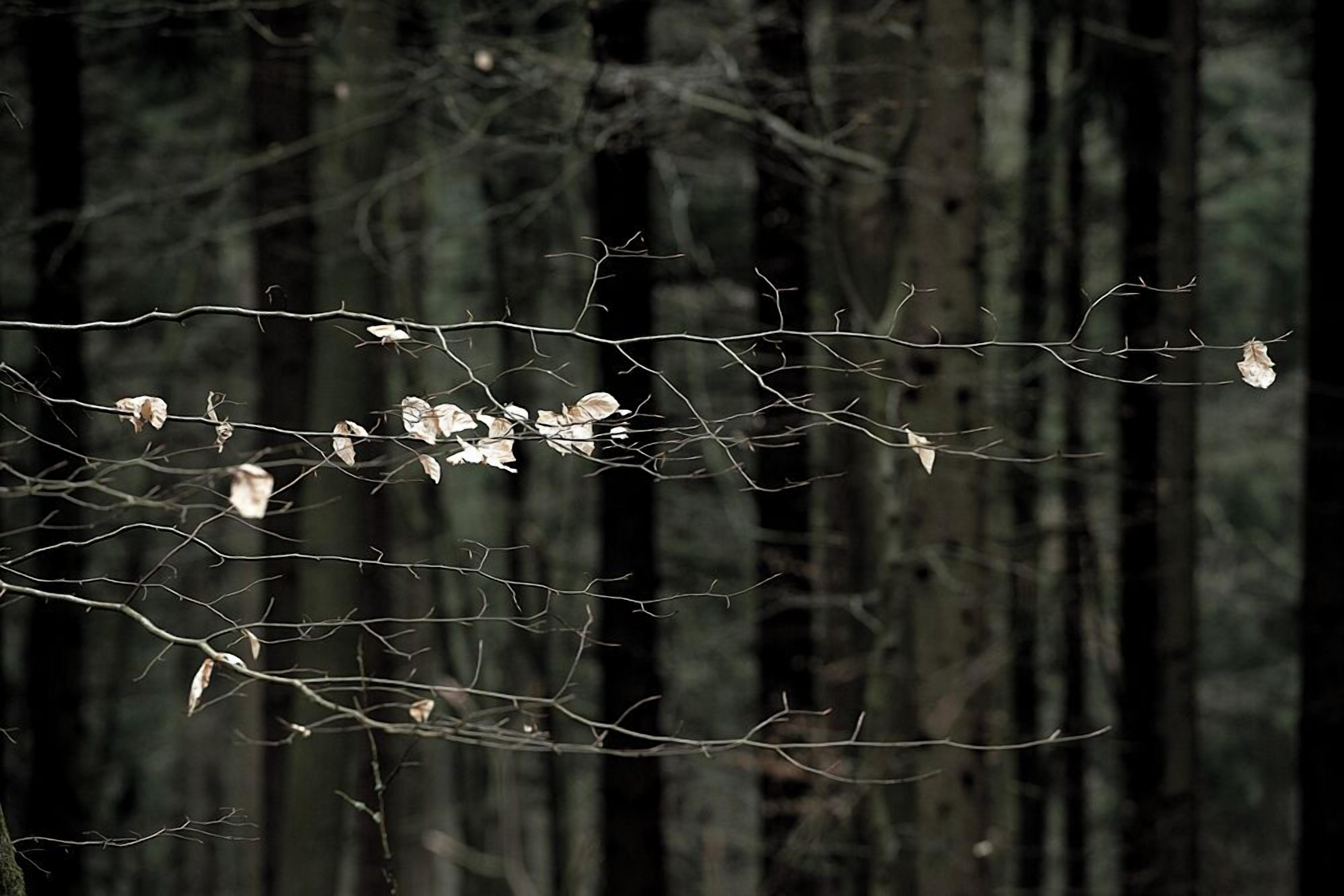 A forest scene with bare branches and a few leaves.