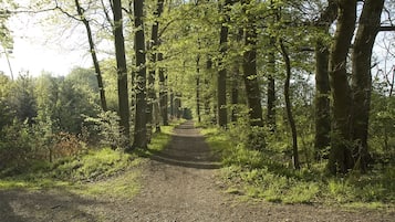 A forest path surrounded by tall trees.