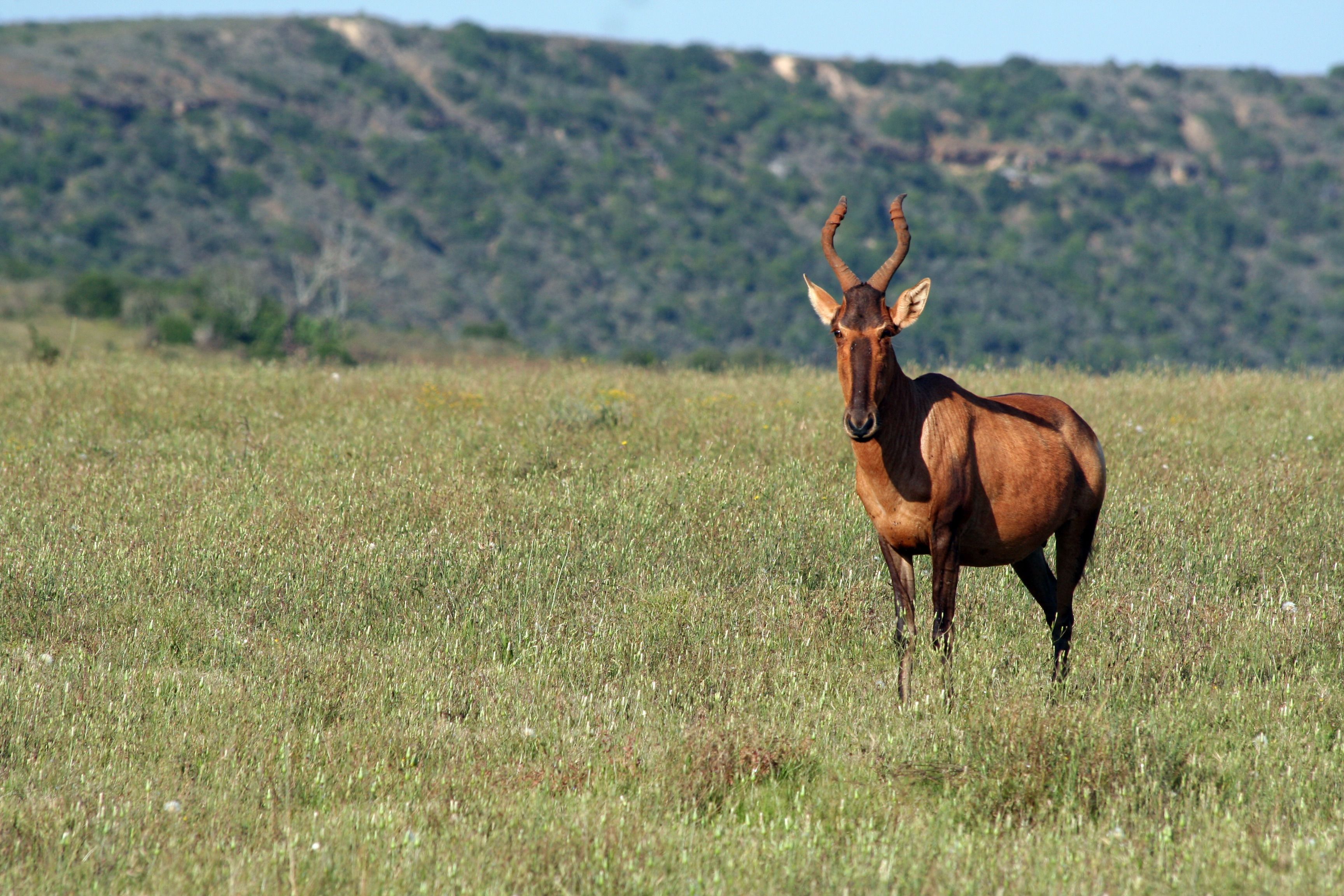 A single deer standing in a grassy field with a hilly landscape in the background.