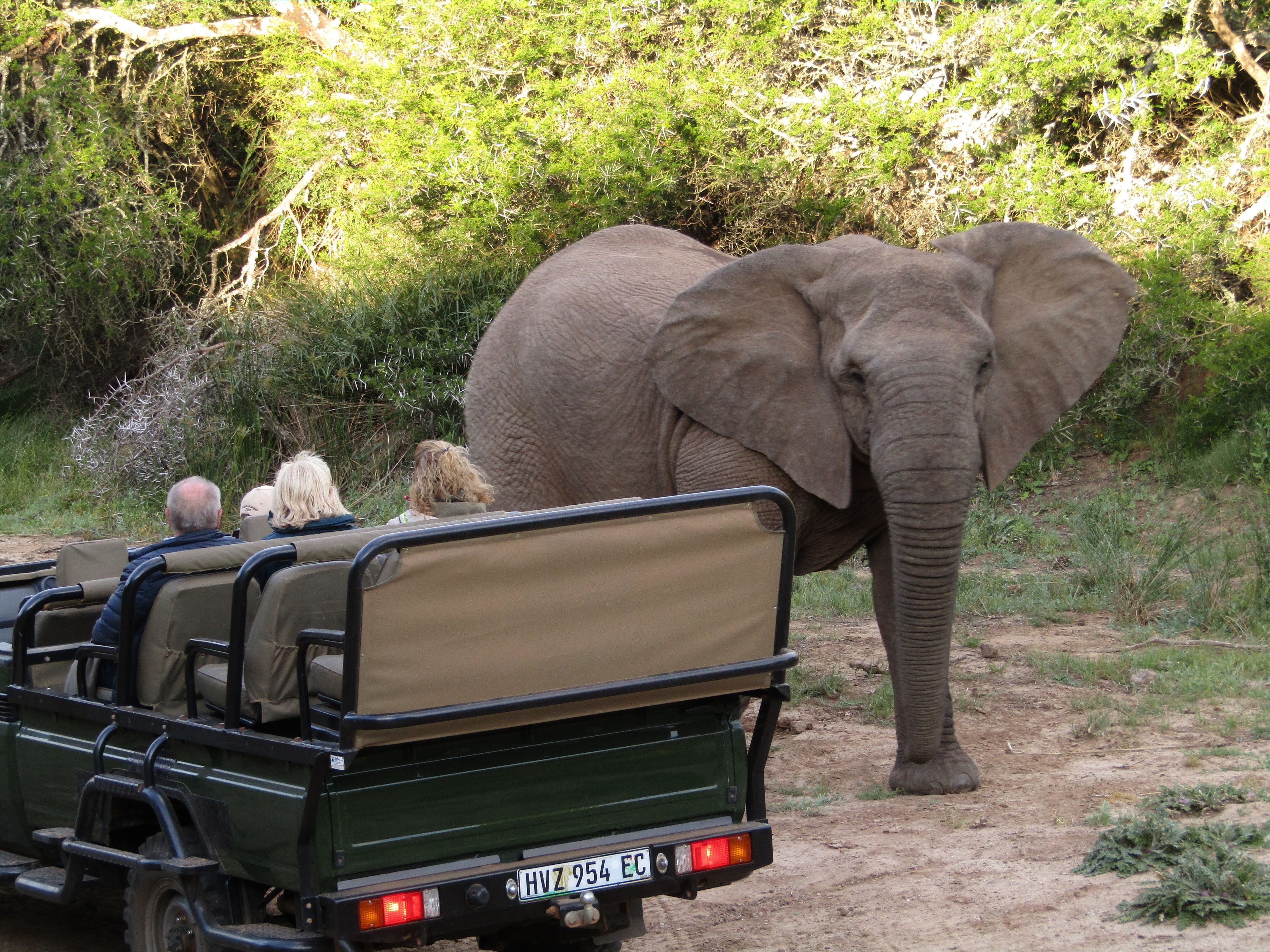 A safari vehicle with a license plate HVZ 954 EC parked on a dirt road.