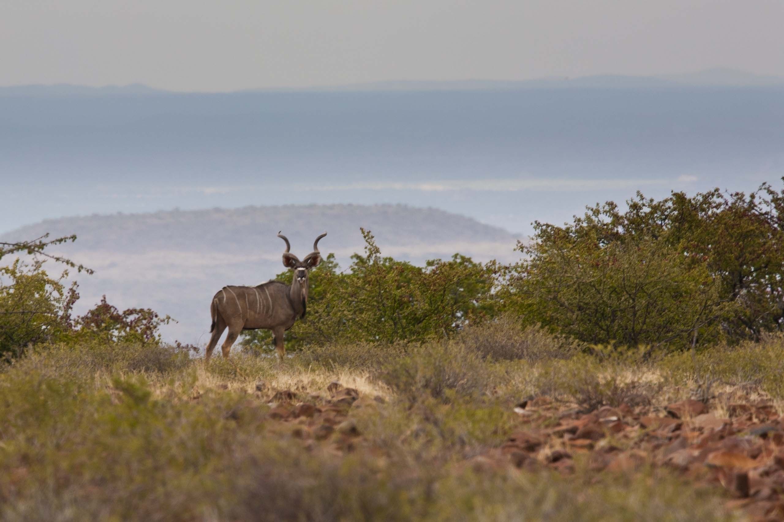 Um kudu em uma paisagem natural com vegetação escassa e montanhas ao longe.