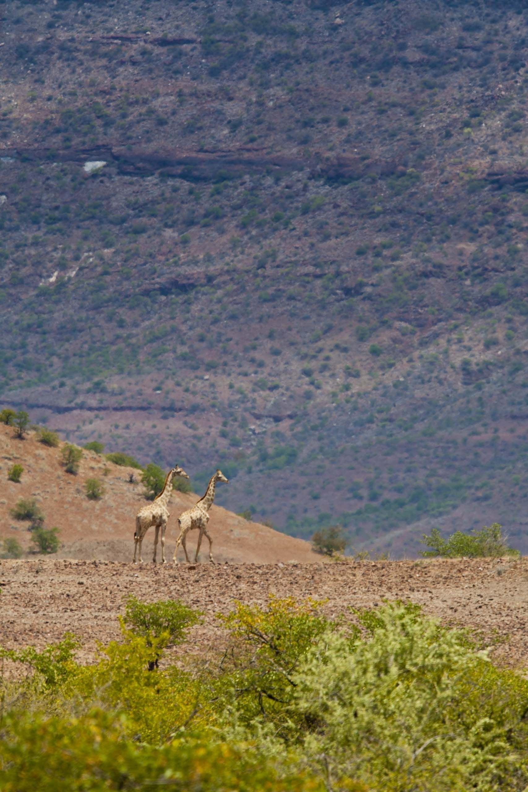 Two giraffes on a dry, rocky terrain with sparse vegetation and a mountainous backdrop.