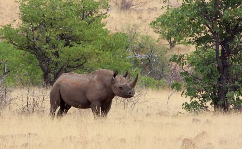 A rhinoceros in a natural setting with trees and dry grass.