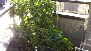 A balcony with a potted plant, a small table, and a chair. - Family & bAKpAK Tokyo Hostel (Tokyo)