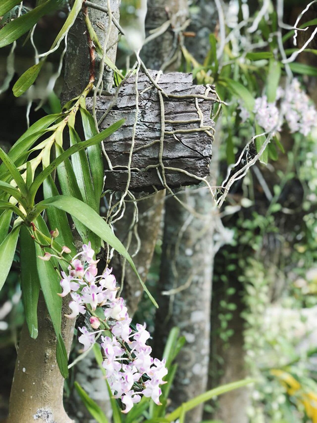 A stone structure with vines and orchids in a natural setting.