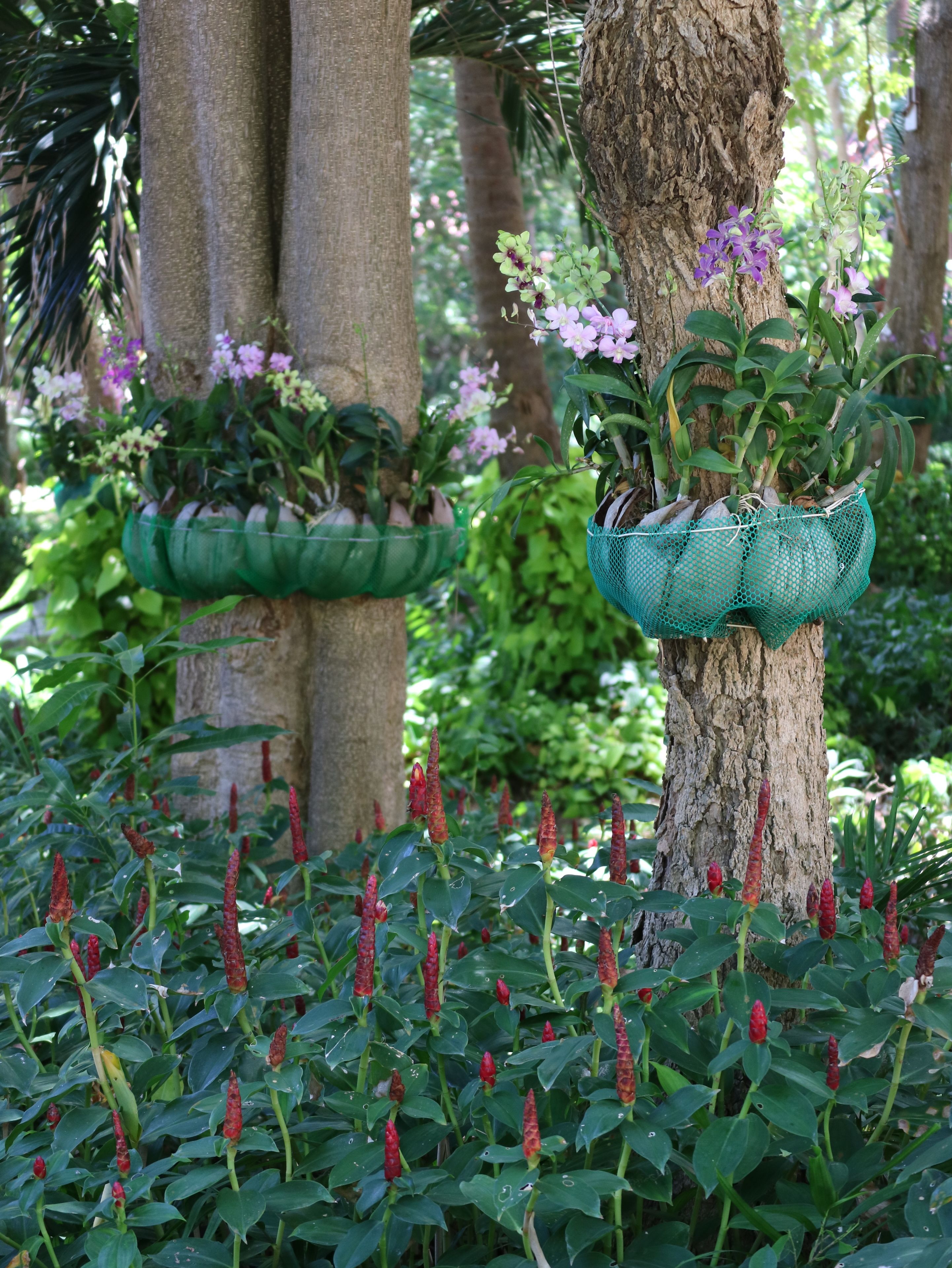 A tree with hanging planters and red flowering plants.