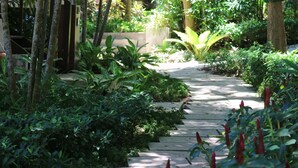 A wooden pathway surrounded by lush greenery and various plants.