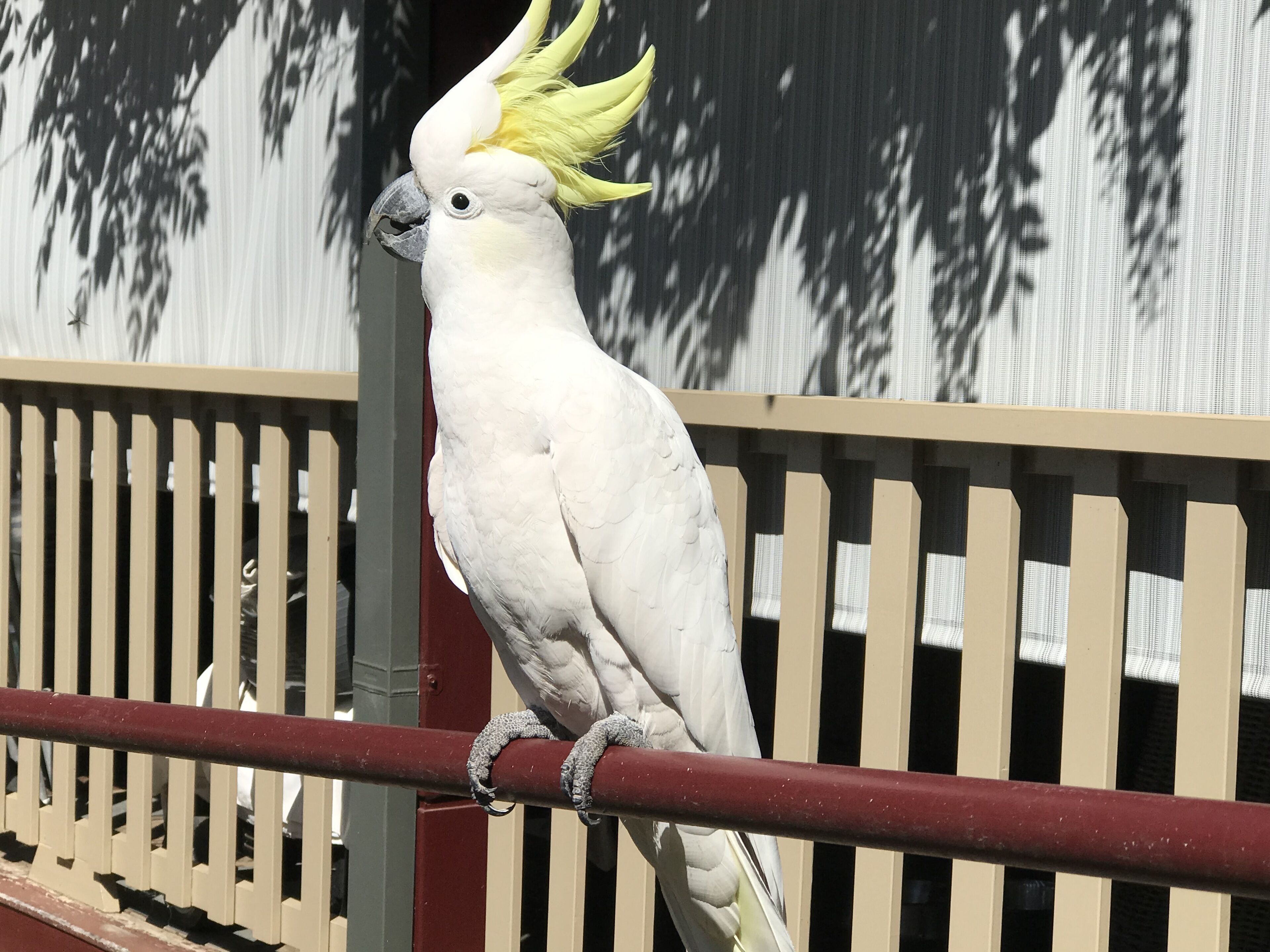 外觀
