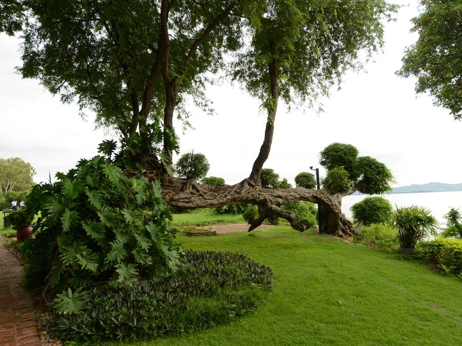 Um parque com uma árvore caída, um caminho de tijolos e um lago ao fundo.