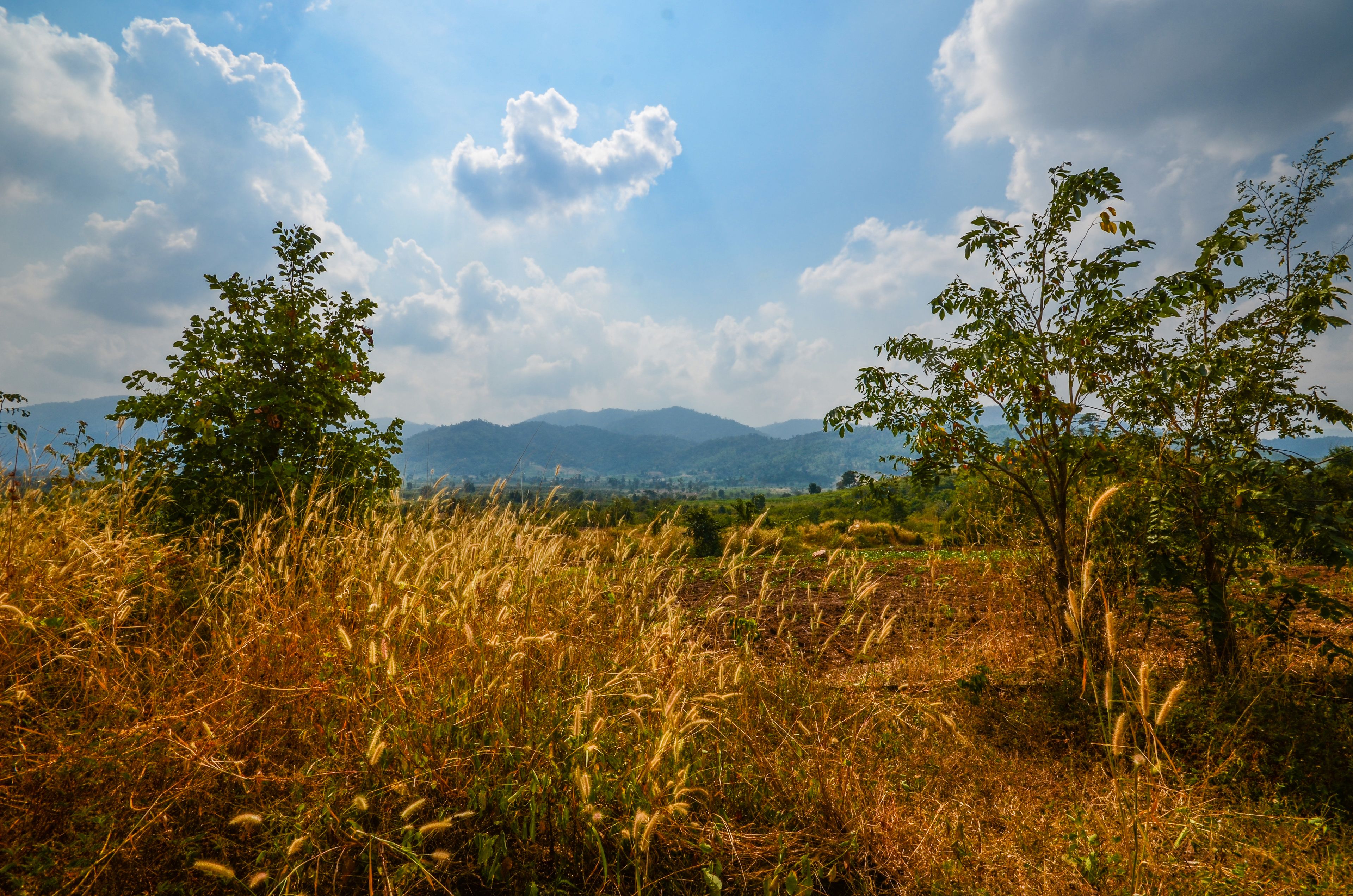 A field with tall grass and trees, a clear sky, and distant mountains.
