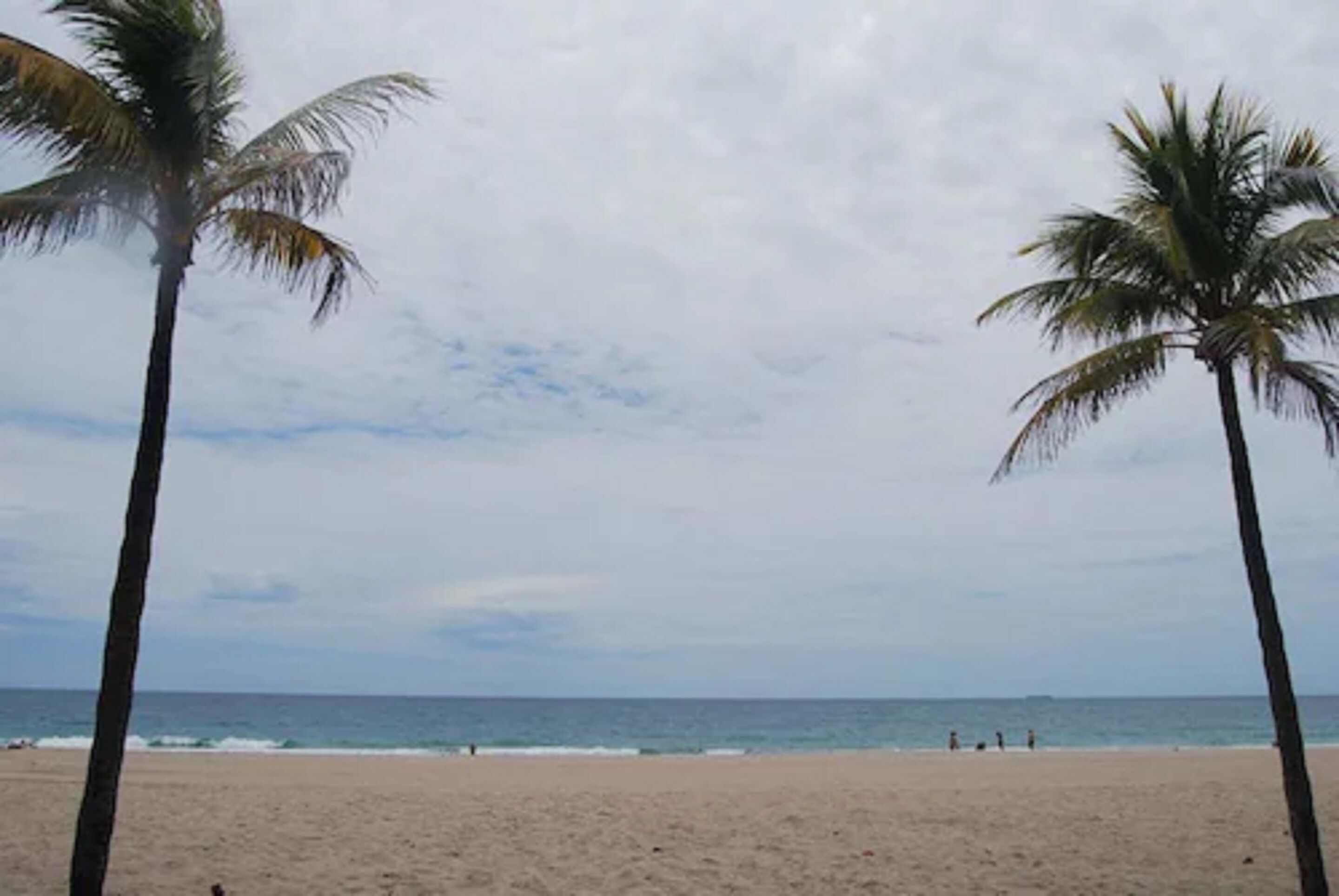 A beach with palm trees and the ocean.