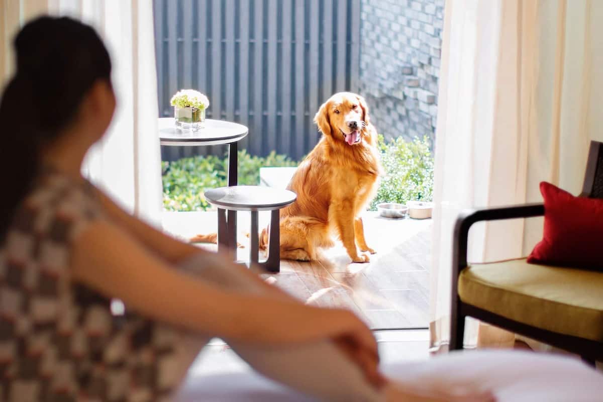 A person sitting on a chair with a red cushion, facing a dog sitting on a patio.
