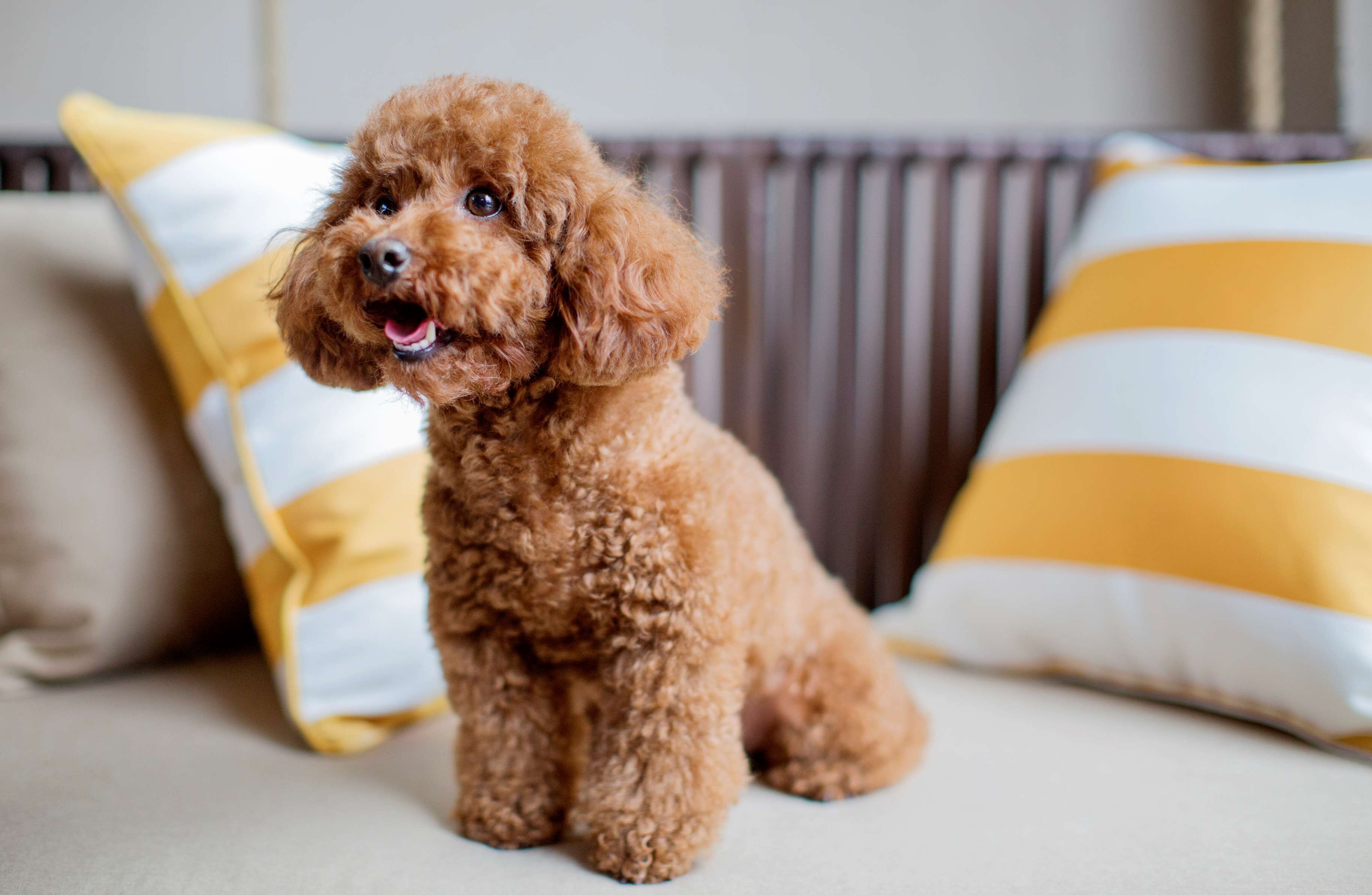 minibar, in-room safe, soundproofing, free wifi