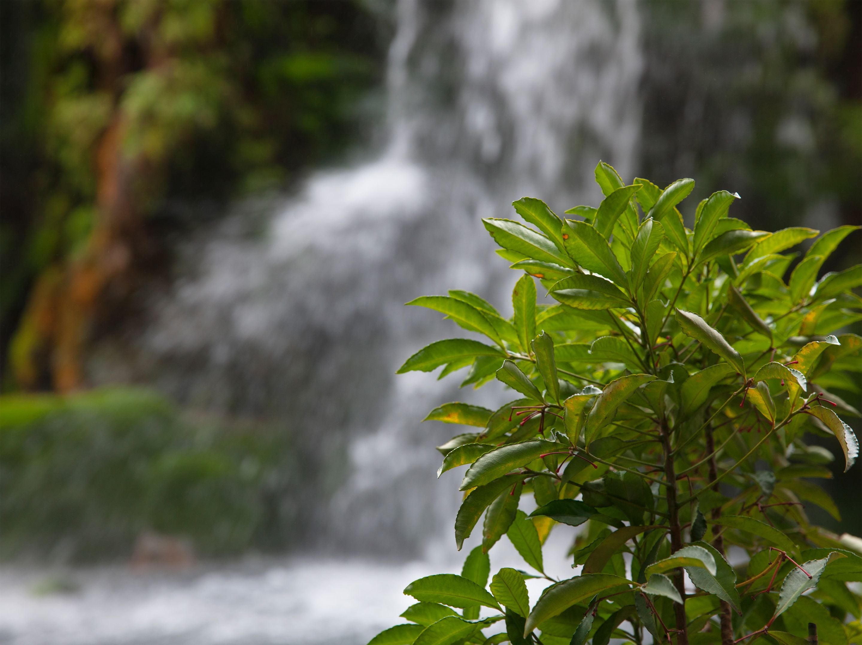 lobby lounge, garden views, open daily