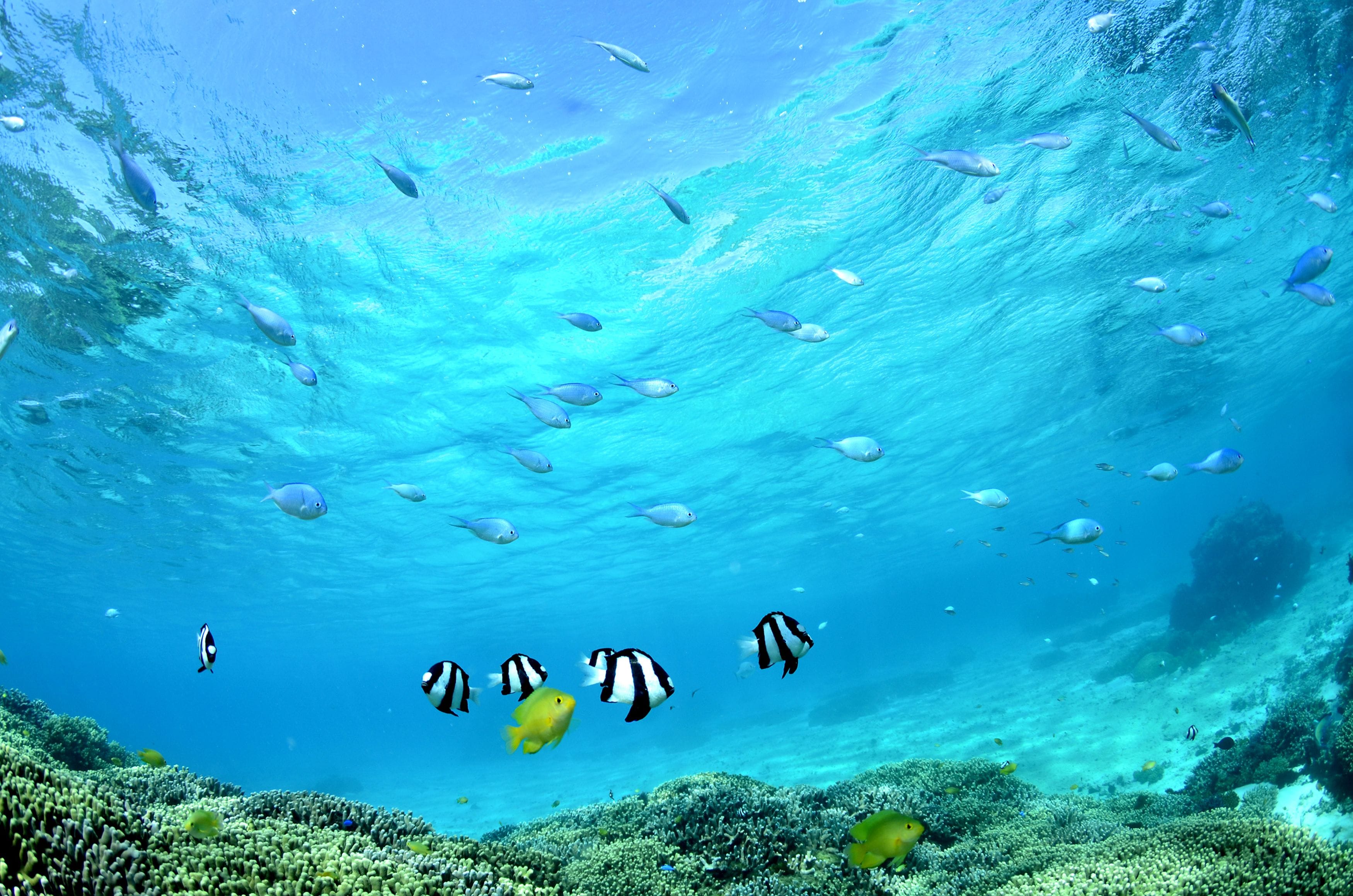 An underwater scene with various fish swimming near a coral reef.