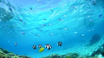 An underwater scene with various fish swimming near a coral reef.