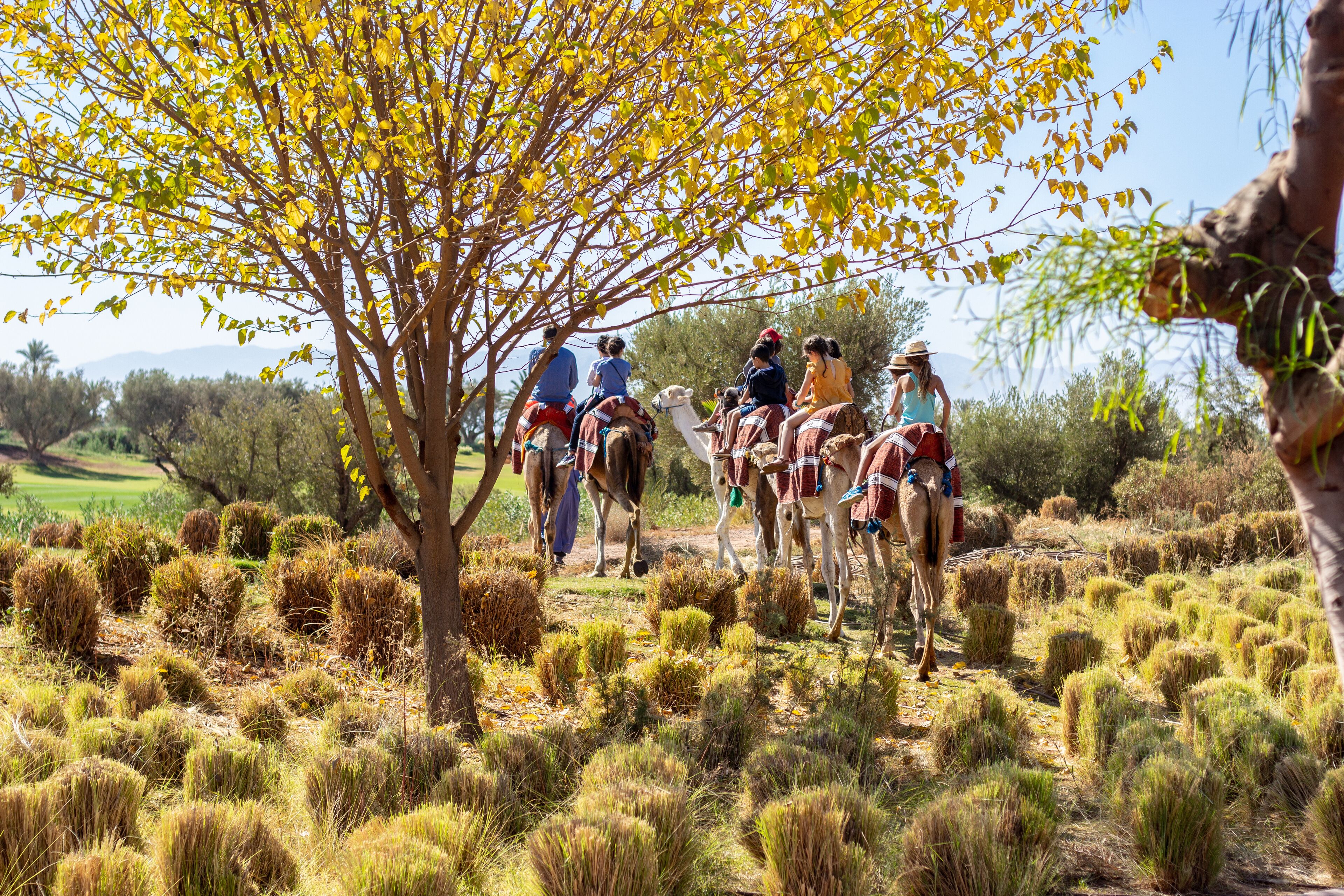 A group of people riding horses in a natural setting with sparse vegetation and a tree with yellow leaves.
