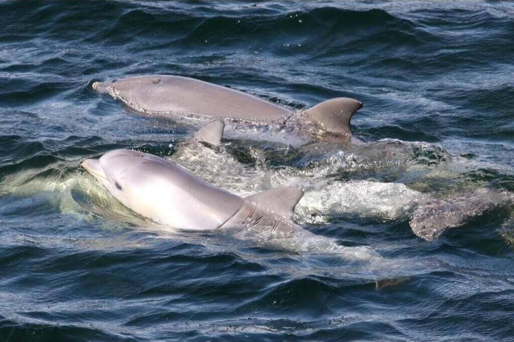 Dos delfines nadando en el océano.