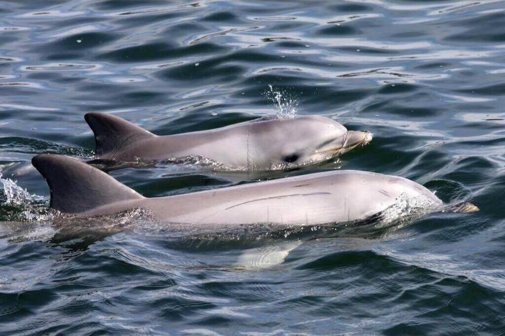 Two dolphins swimming in the ocean.