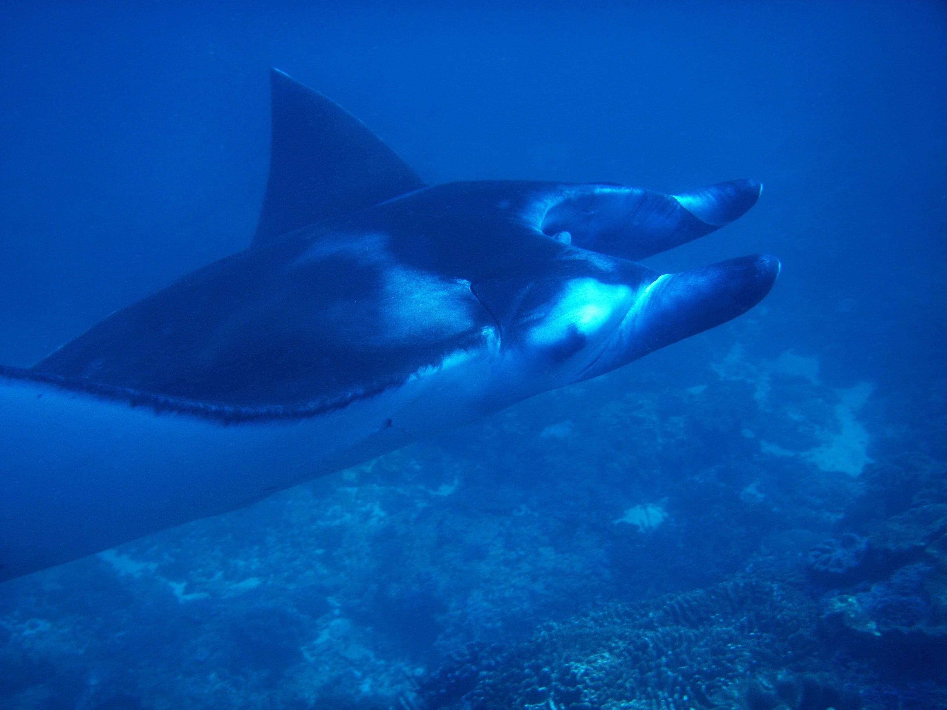 Photo - Lotus Bungalows