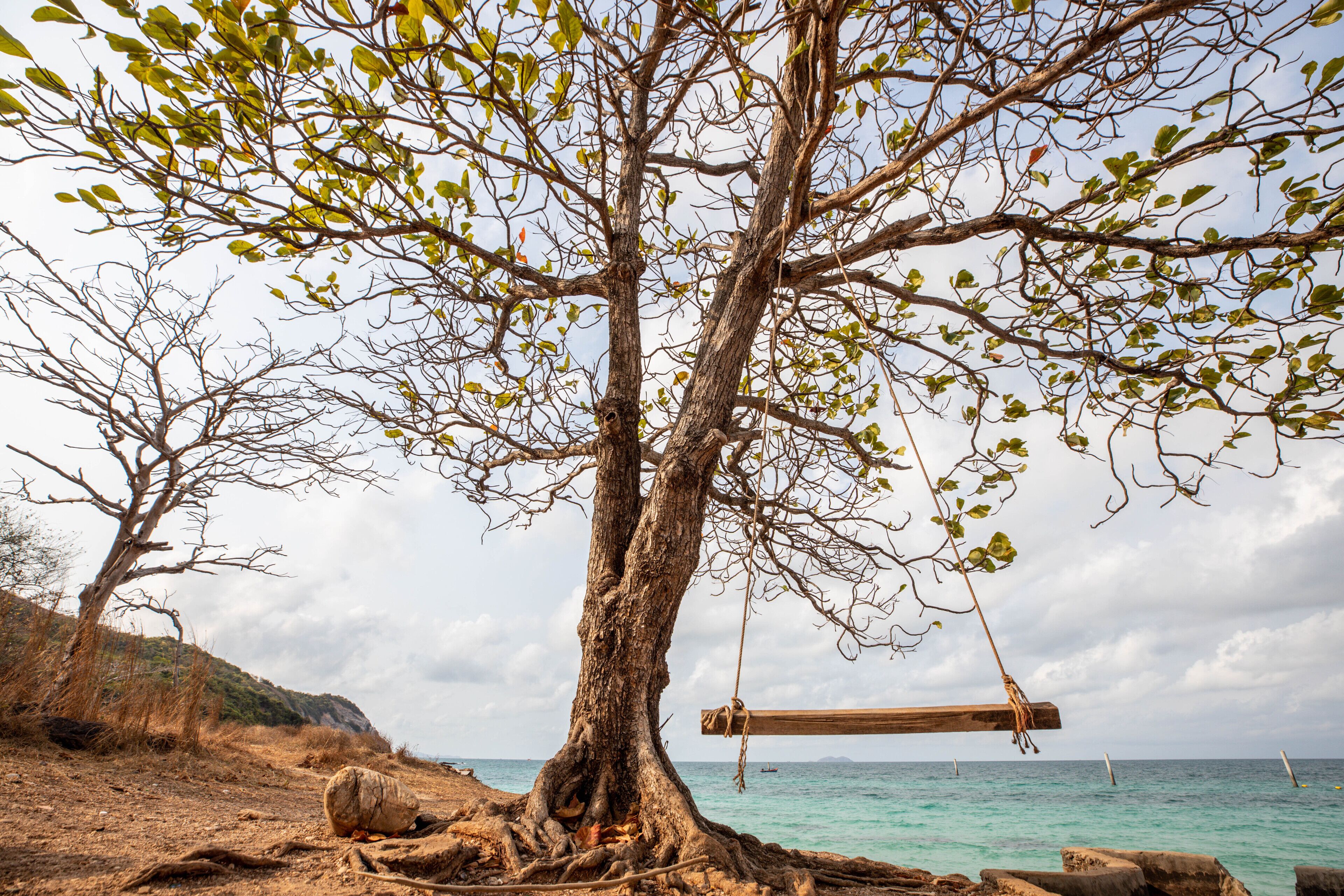 A tree with a swing hanging from its branches, located near a body of water.