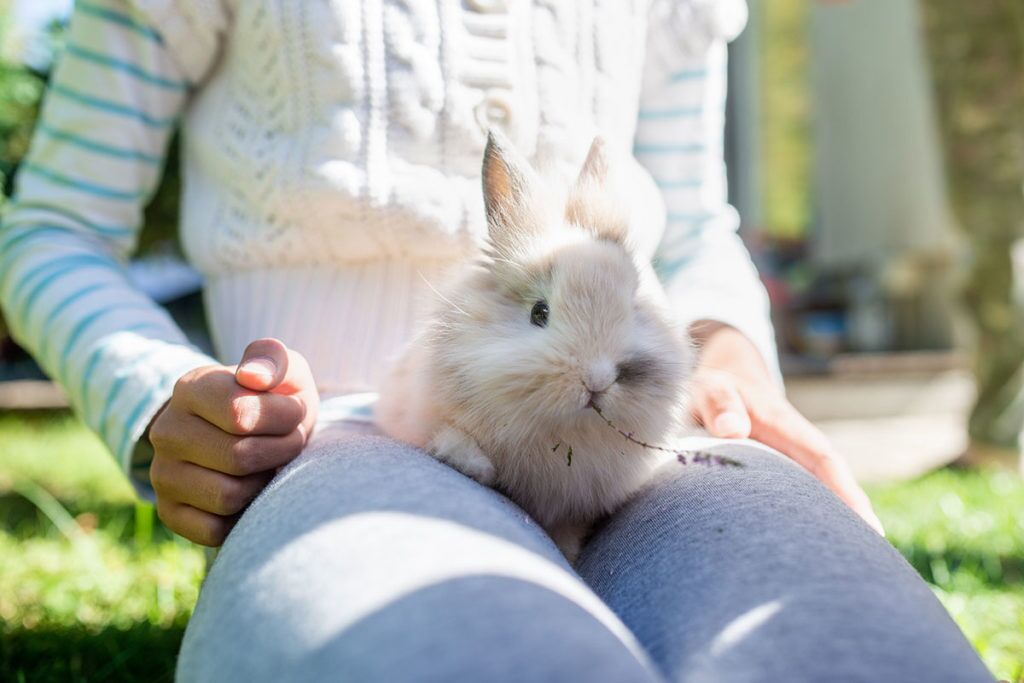 Una persona sentada sobre la hierba sosteniendo un conejo blanco y esponjoso.