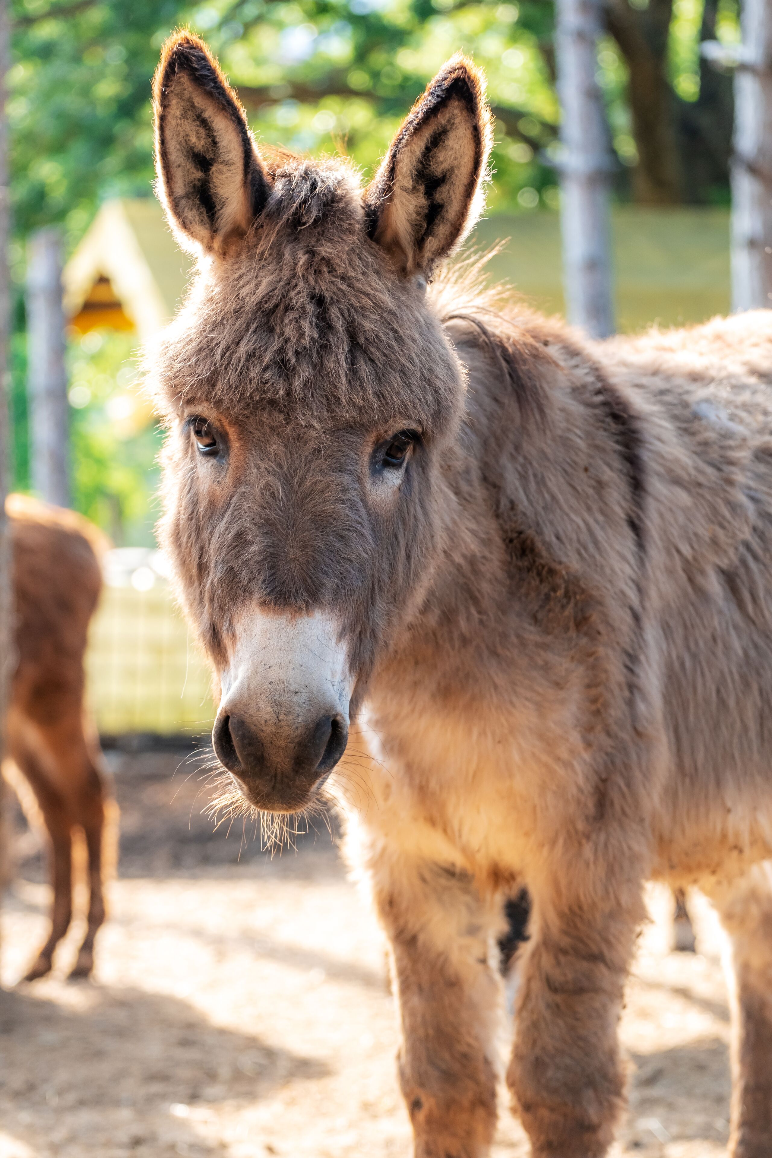 A donkey standing in a fenced area with trees and a yellow structure in the background.