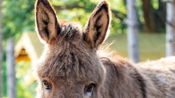 A donkey standing in a fenced area with trees and a yellow structure in the background.