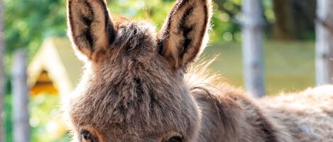 A donkey standing in a fenced area with trees and a yellow structure in the background.