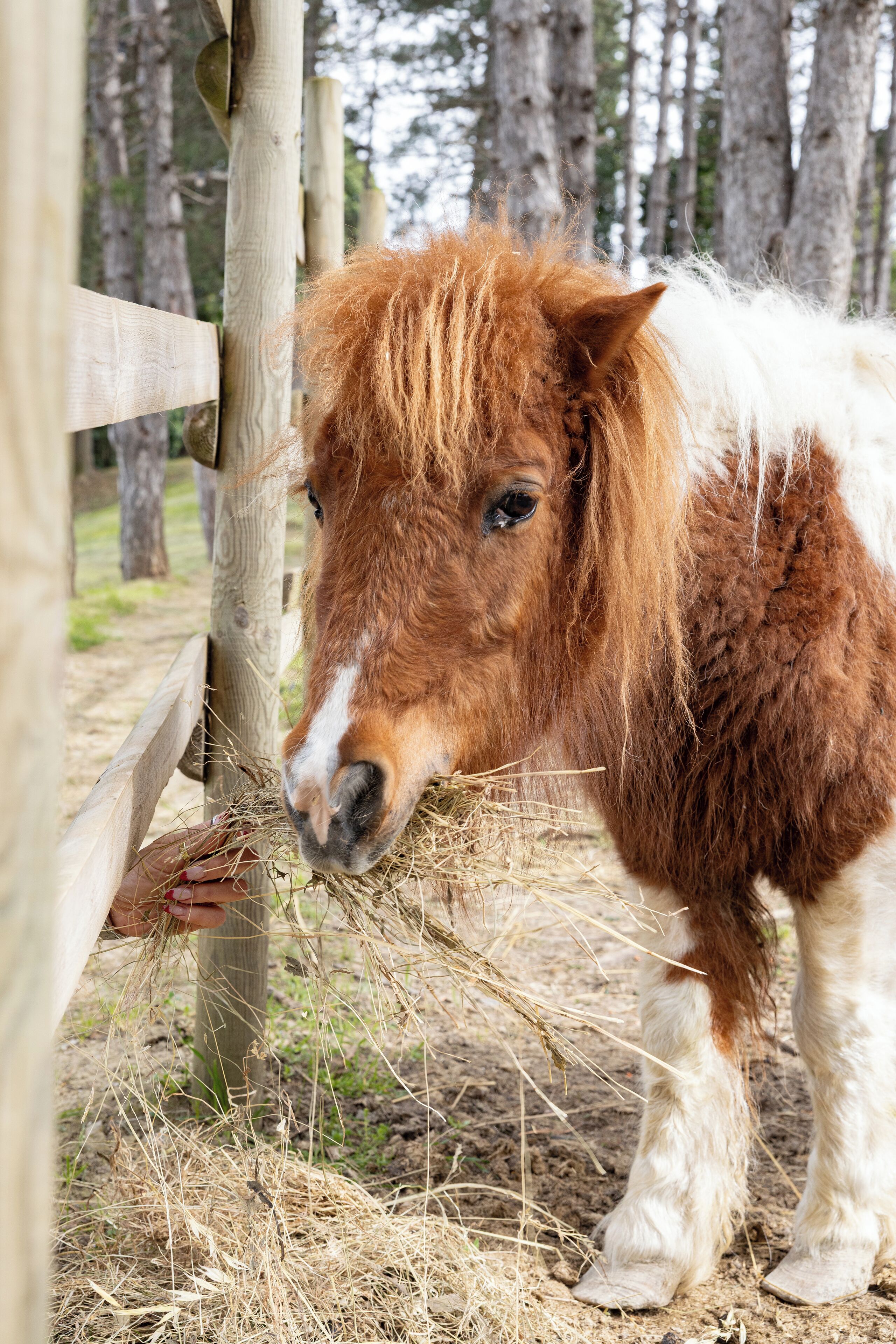 Un pony de pelaje blanco y marrón de pie cerca de una valla de madera en un área cercada, con árboles al fondo.
