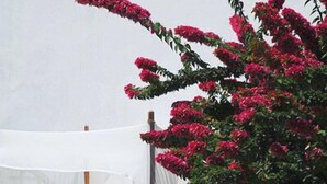 A white outdoor bed with a canopy, surrounded by a garden with pink flowers.