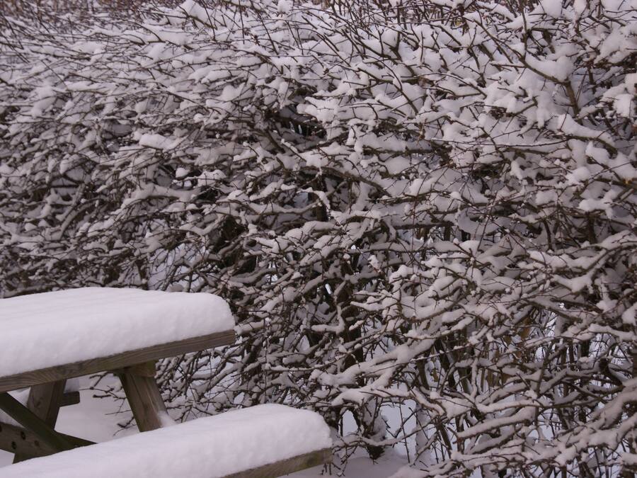 Una mesa de picnic cubierta de nieve en un parque, con arbustos cargados de nieve al fondo.
