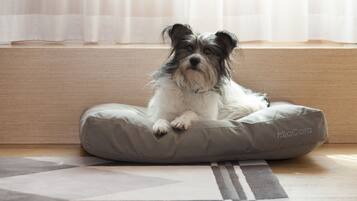 A dog sitting on a grey pet bed with the brand 'MiaCara' visible, placed on a patterned rug in a room with a wooden floor and a white curtain in the background.