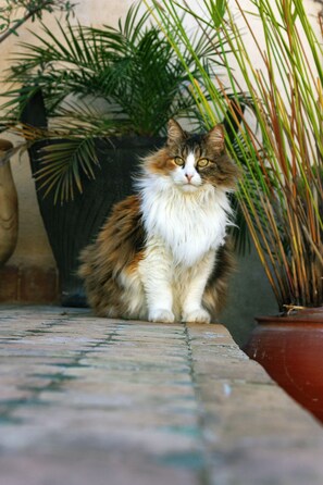 A cat sitting on a tiled floor with potted plants in the background.