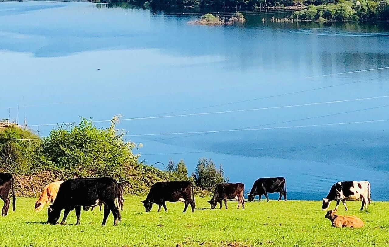 Un grupo de vacas pastando cerca del agua.