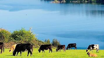 Un grupo de vacas pastando cerca del agua.