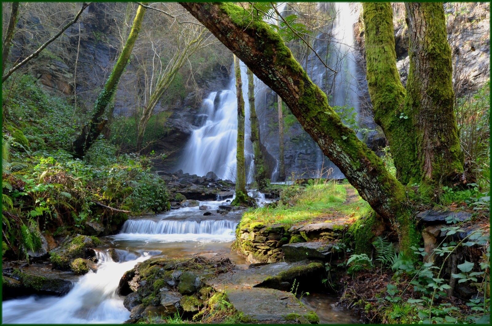 A forested area with a waterfall and a stream.