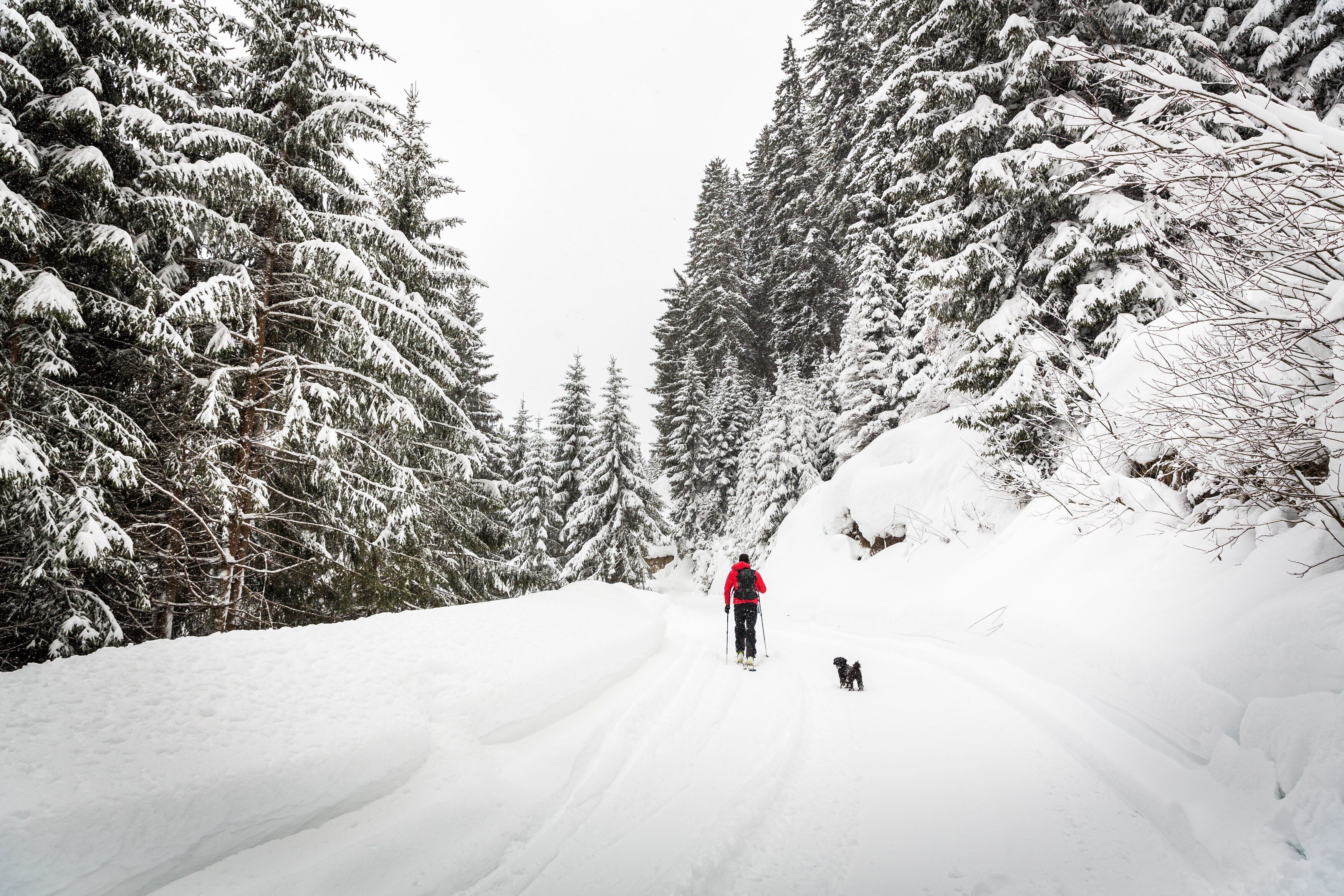 Un sendero nevado en un bosque con una persona y un perro.