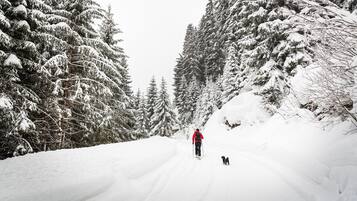 Un sendero nevado en un bosque con una persona y un perro.