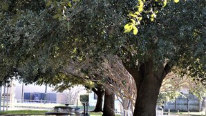 A park with a large tree, picnic tables, and a fountain.