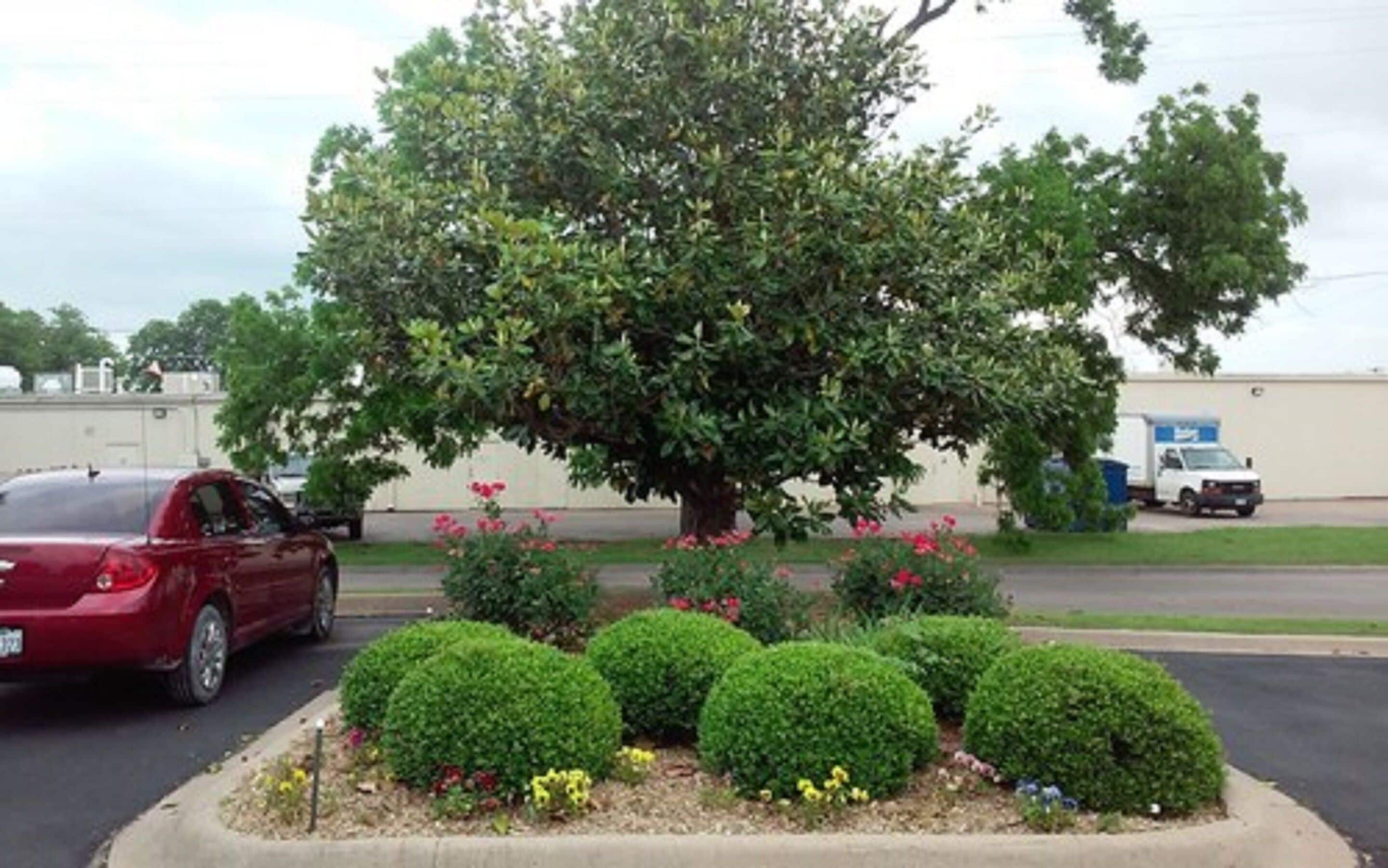 Un estacionamiento con un árbol grande y arbustos bien cuidados.