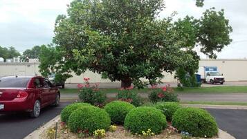 Un estacionamiento con un árbol grande y arbustos bien cuidados.