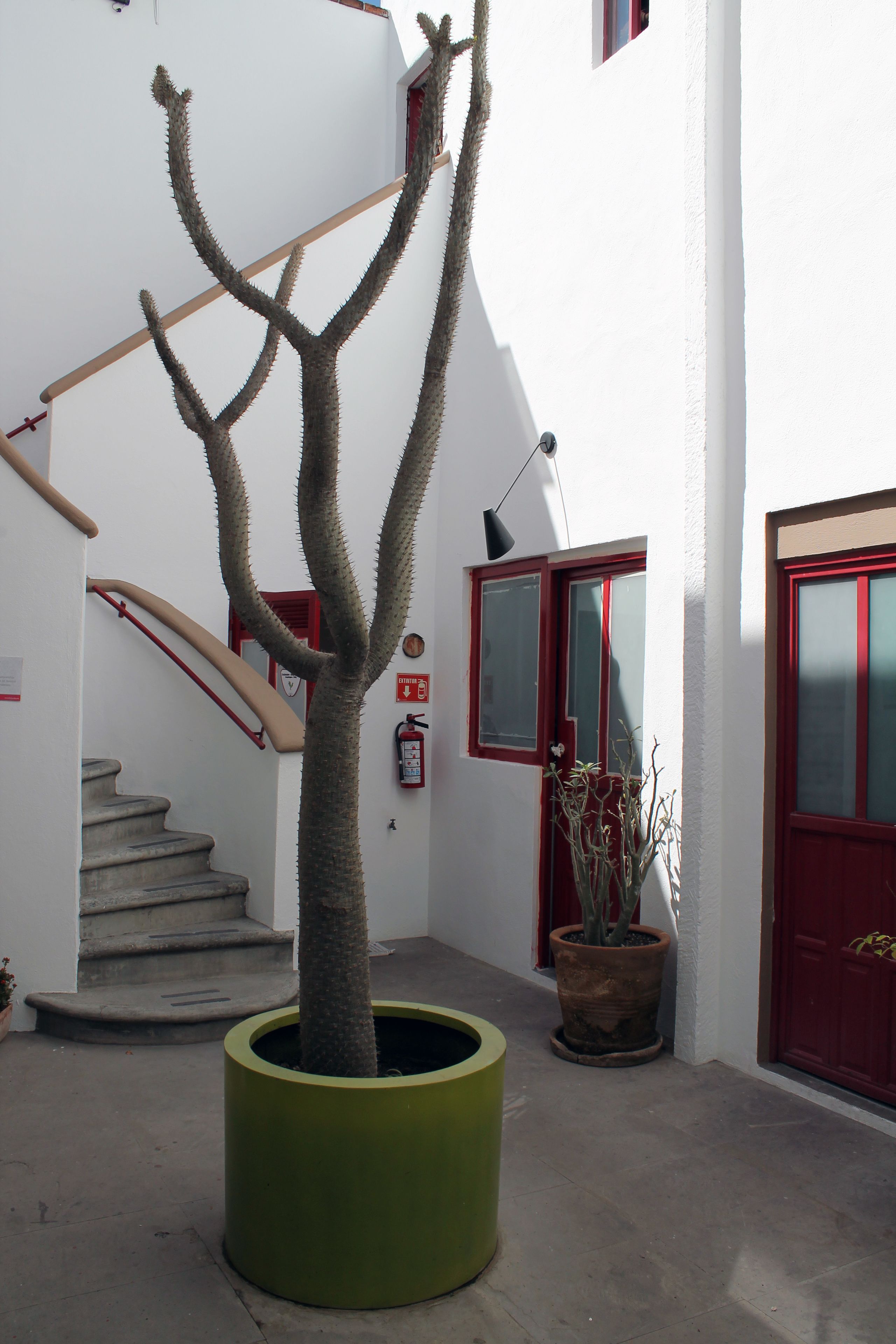 Un escalier avec une rampe rouge, un arbre en pot et une porte rouge.