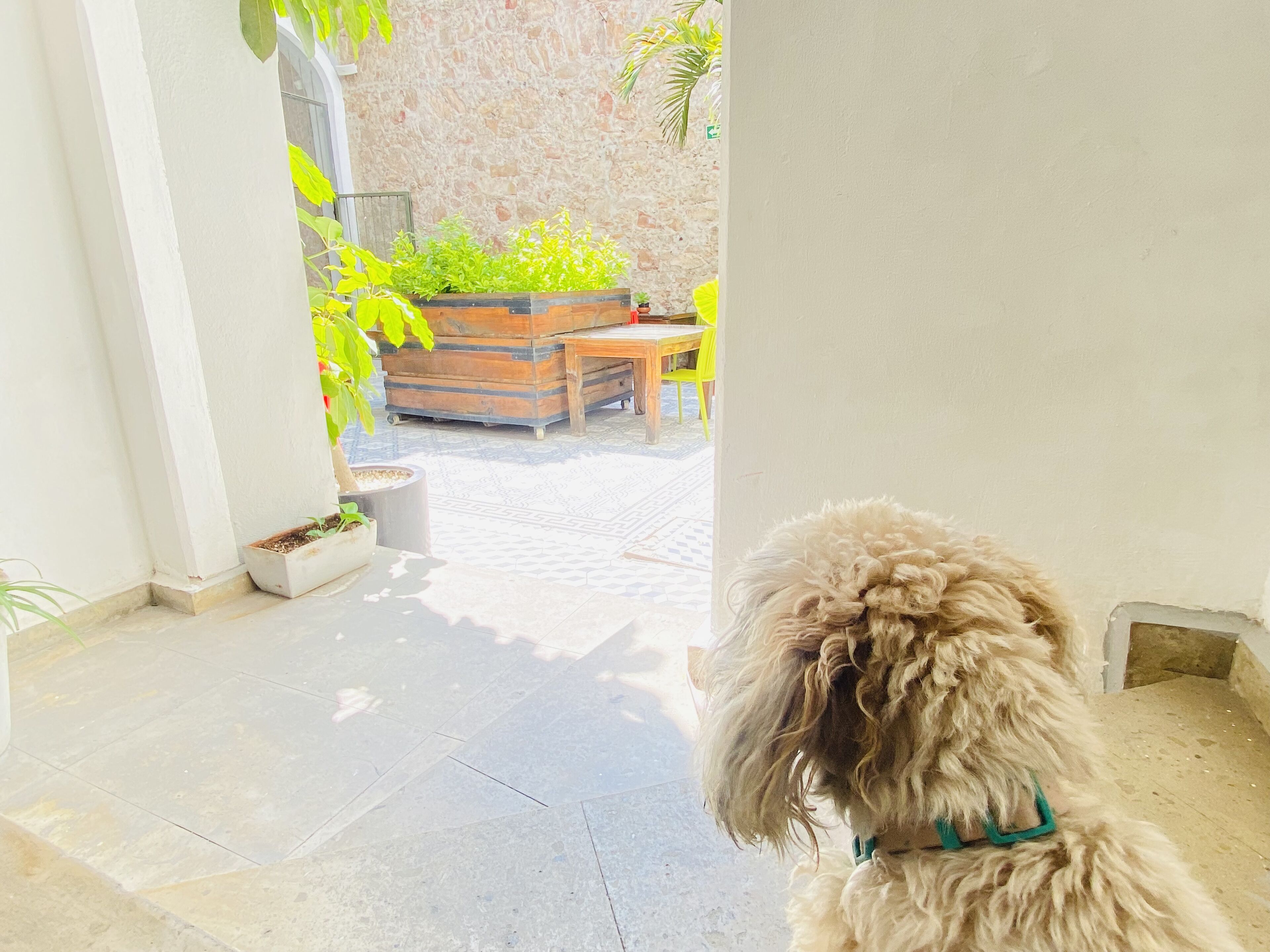 Ein Hund im Türrahmen, der nach draußen schaut.