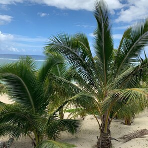 A beach with palm trees and a clear view of the ocean.