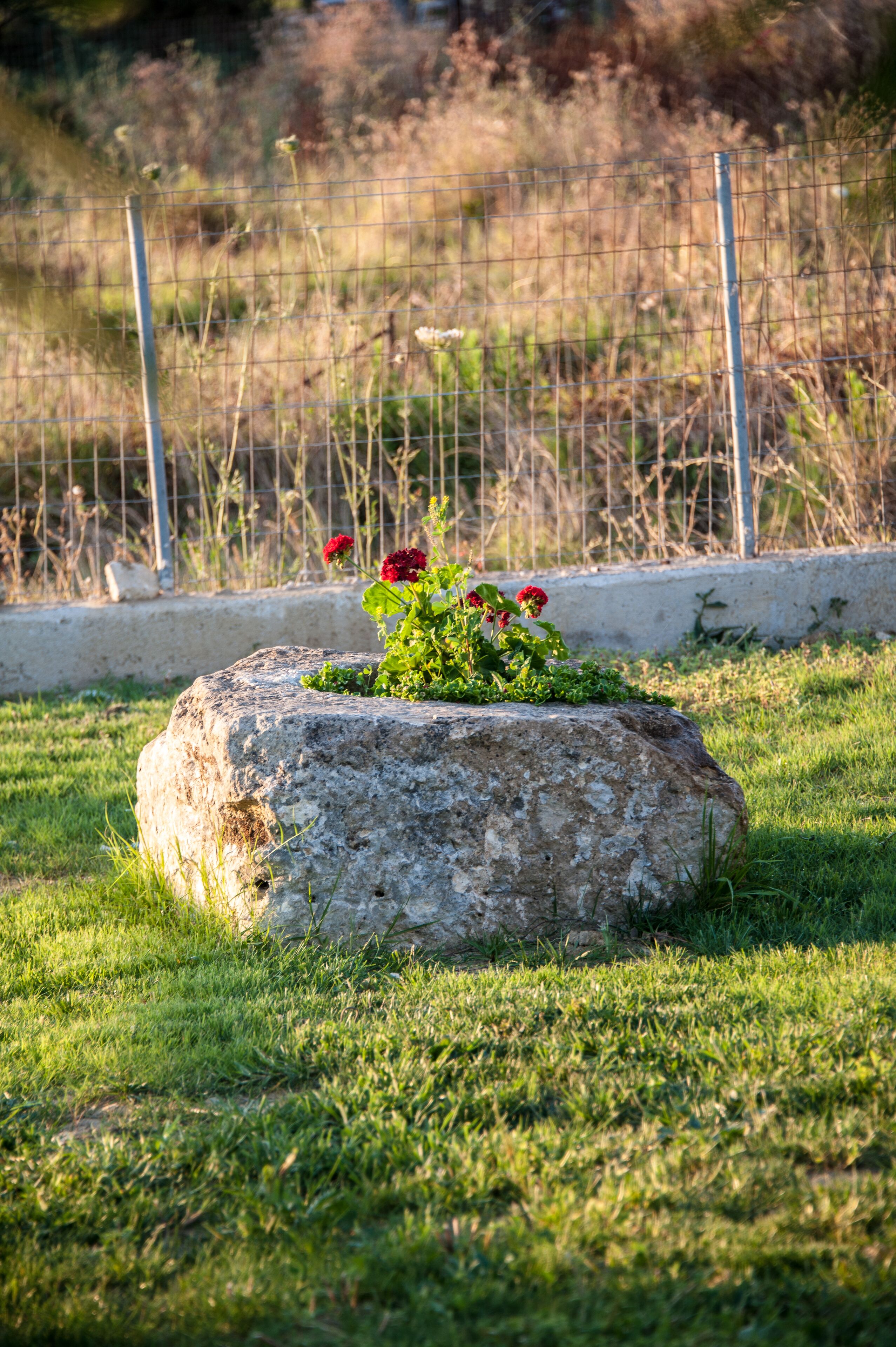Ein großer Felsen mit einer Blumenkomposition, umgeben von Gras, einem Zaun und Vegetation im Hintergrund.