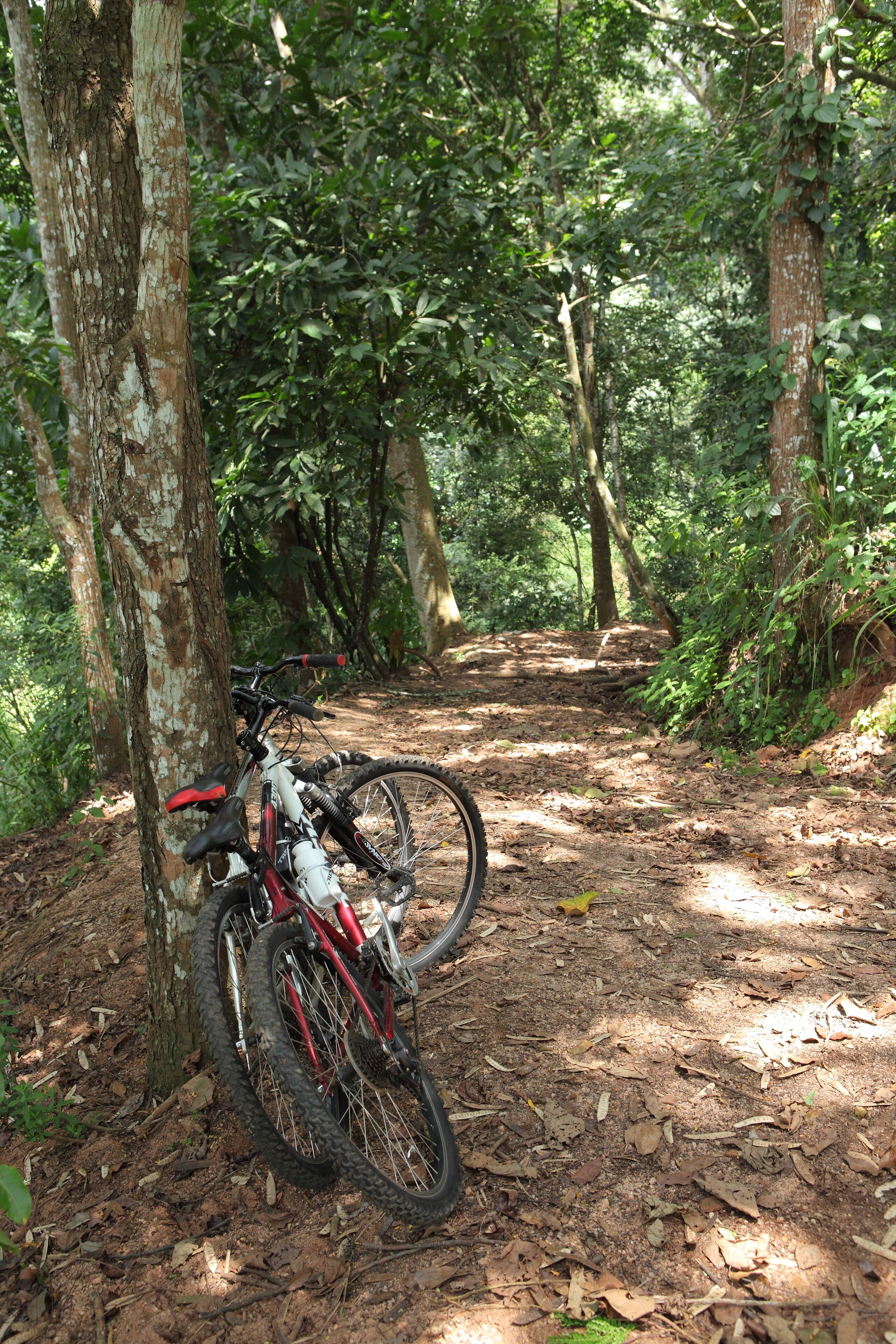 Ein Fahrrad, das an einen Baum an einem Waldweg gelehnt ist.