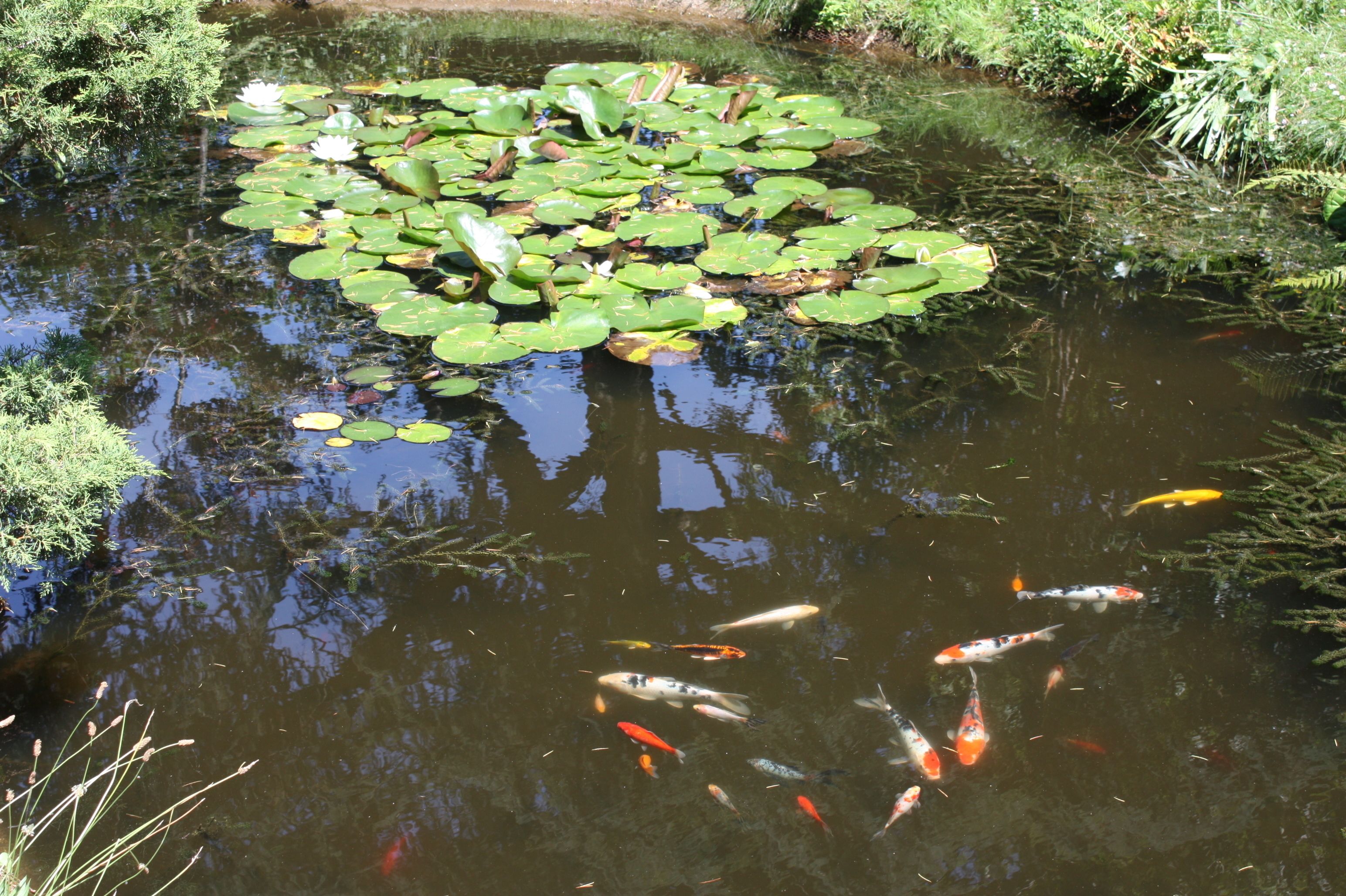 A pond with lily pads and koi fish.